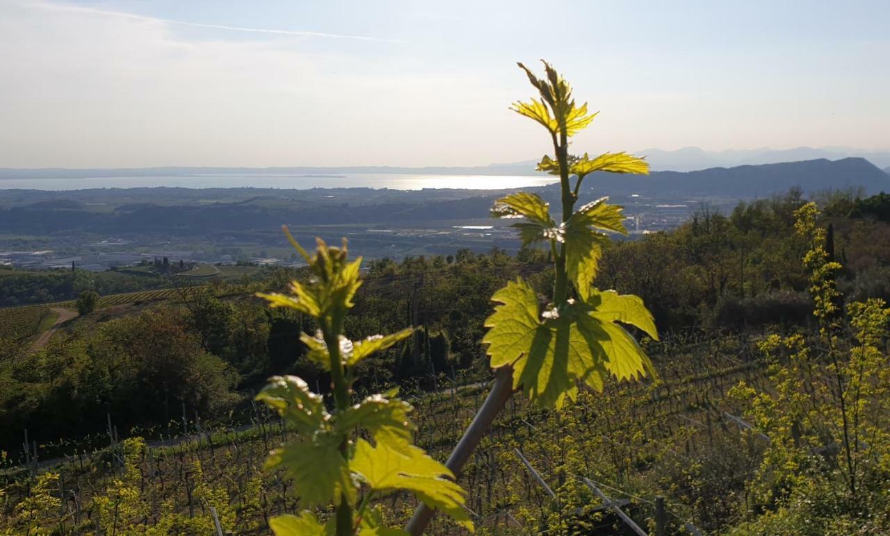 "Cortela" Appartameni In Villetta Singola SantʼAmbrogio di Valpolicella Eksteriør bilde