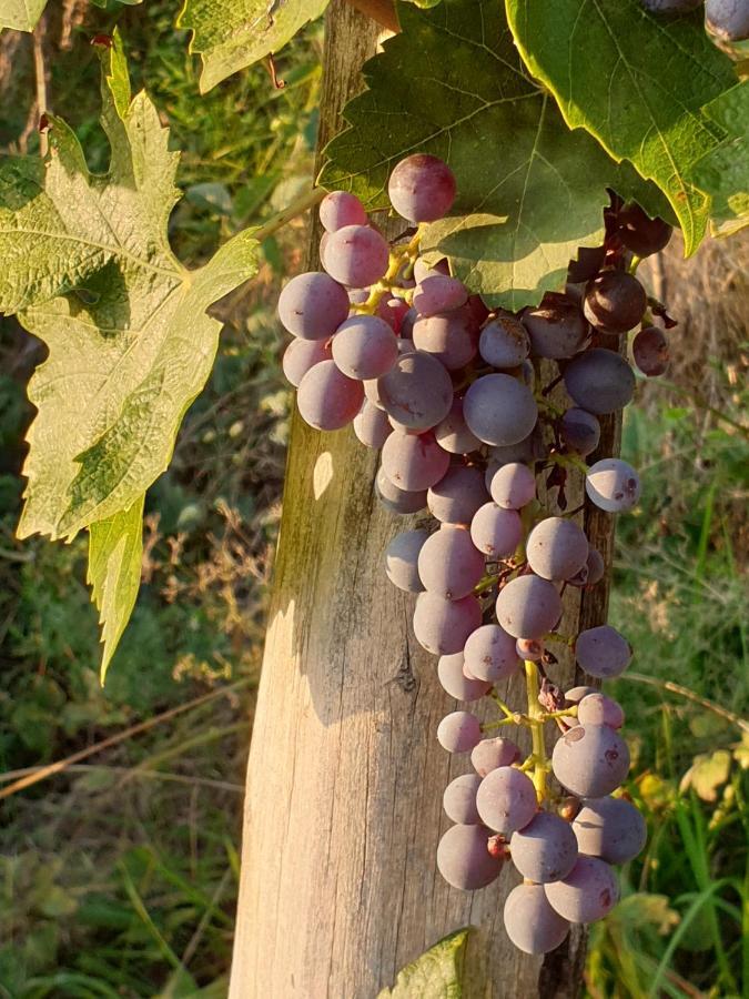 "Cortela" Appartameni In Villetta Singola SantʼAmbrogio di Valpolicella Eksteriør bilde
